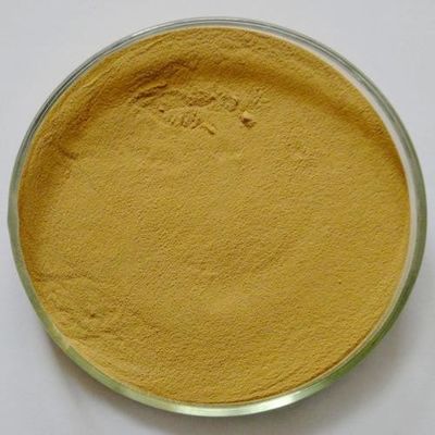 GMP Kosher Natural Sophora Japonica Extract Quercetin Dihydrate 95%