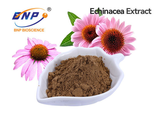 Ekstrak Echinacea Purpurea Polyphenol 4% Food Grade