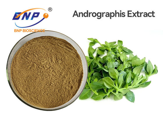 Antibakteri Food Grade Andrographis Paniculata Ekstrak Bubuk 3% -99% Andrographolide