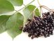 Ekstrak Elderberry Anthocyanidins 25% Food grade