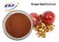 Ekstrak Biji Anggur GMO Gratis OPC 95% Suplemen Nutrisi