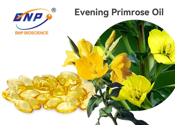 Ekstrak Evening Primrose Alami Evening Primrose Oil Powder -Linolenic Acid