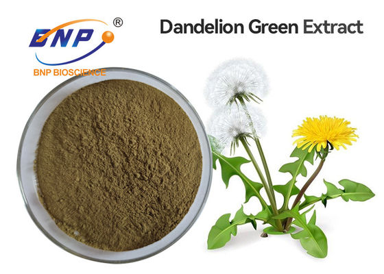 Ekstrak Dandelion, flavonoid 2% -5%, 10: 1 Bubuk Kuning Coklat