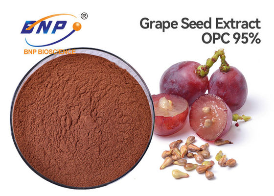 Ekstrak Biji Anggur Organik Merah Coklat Polifenol 95% Perawatan Kosmetik
