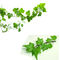 Ekstrak Daun Ivy Alami Bubuk Ekstrak Hedera Helix 10: 1 atau 10% Hederacoside C