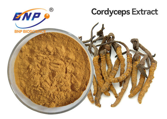 Bubuk Ekstrak Jamur Kuning Coklat Cordyceps Sinensis Mycelium